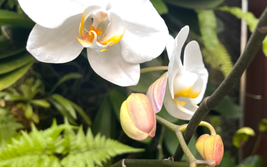 Coming Home to Yourself: How Reconnecting with Your Values Changes Everything