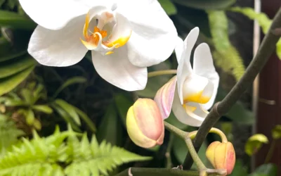 Coming Home to Yourself: How Reconnecting with Your Values Changes Everything