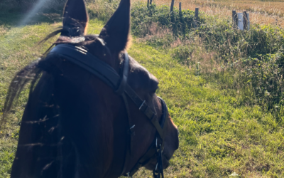 How one rider rediscovered her confidence one small change at a time.